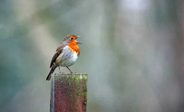 Avrasya bülbülü tünemiş ve şarkı söylüyor