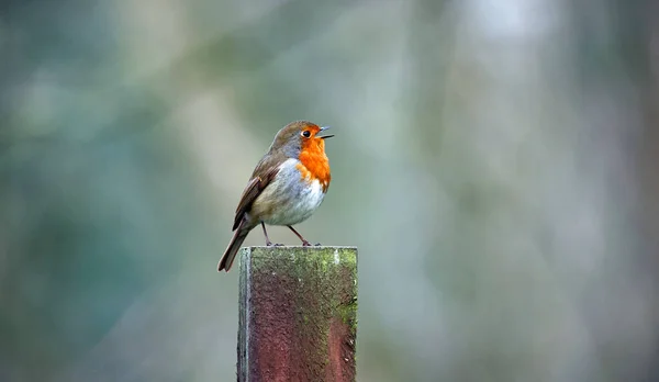 Eurasiatiska Robin Uppflugen Och Sjunger Stockfoto