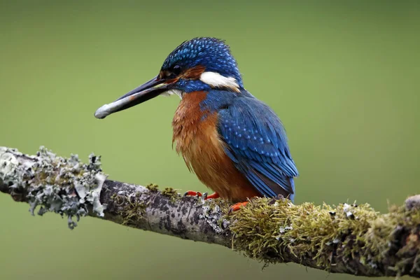 Common Kingfisher Fishing Mossy Branch — Stock Photo, Image