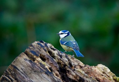 Blue tit perched on a log in the woods
