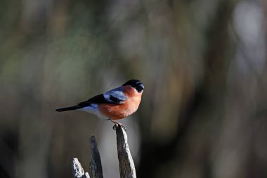 Erkek ispinoz bir kütüğe tünemiş.