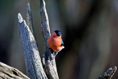 Erkek ispinoz bir kütüğe tünemiş.