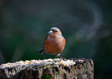 Ormanlık alanda bir erkek ispinozu