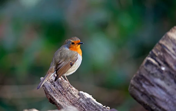 Eurasian Robin Hunting Grubs Insects — Stock Photo, Image