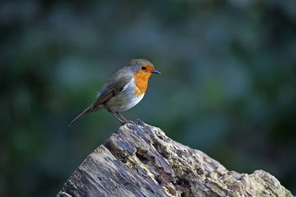 Avrasya bülbülü kurtçuk ve böcek avlıyor