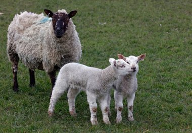 New born lambs down on the farm clipart