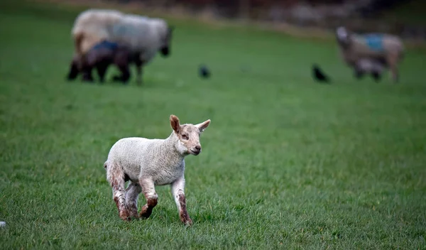 Corderos Recién Nacidos Granja — Foto de Stock