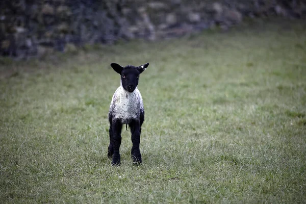 Cordeiros Recém Nascidos Fazenda — Fotografia de Stock