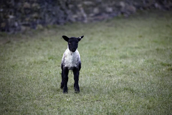 Corderos Recién Nacidos Granja — Foto de Stock