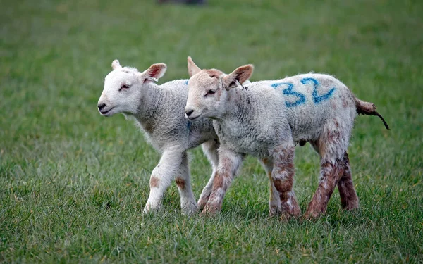 Pasgeboren Lammeren Boerderij — Stockfoto