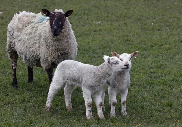 农场里刚出生的小羊羔 图库图片