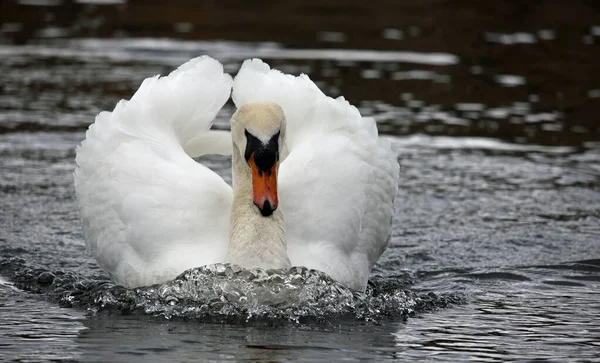 Cisne Macho Protector Canal —  Fotos de Stock