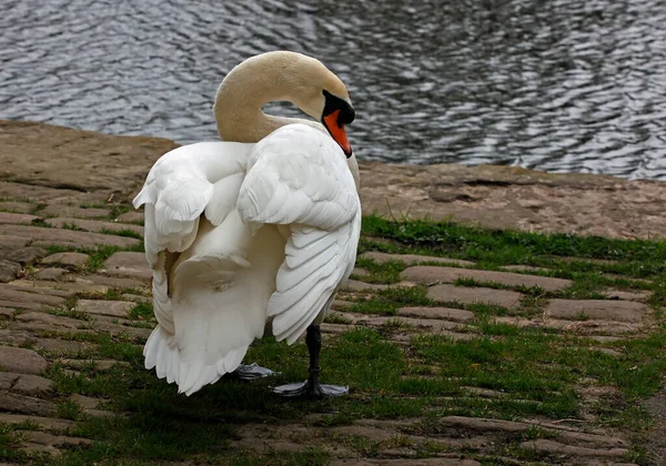 Cisne Macho Protector Canal —  Fotos de Stock