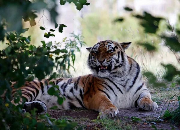 Tigre Amur Relaxado Parque Vida Selvagem — Fotografia de Stock
