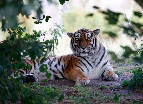 Tigre Amur Relaxado Parque Vida Selvagem — Fotografia de Stock