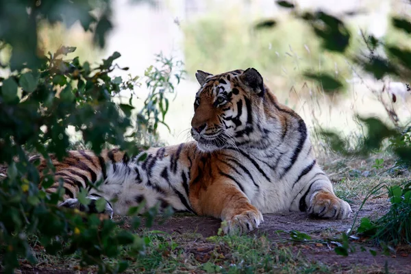 Ein Entspannter Amur Tiger Wildpark — Stockfoto