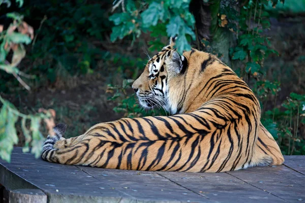 Tigre Amur Relaxado Parque Vida Selvagem — Fotografia de Stock
