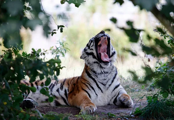 Ein Entspannter Amur Tiger Wildpark — Stockfoto
