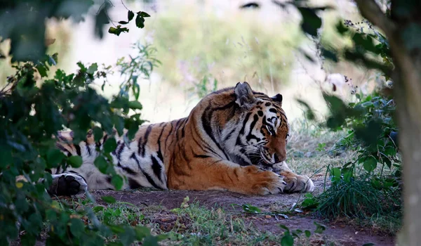 Ein Entspannter Amur Tiger Wildpark — Stockfoto