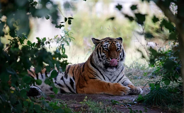 Tigre Amur Relaxado Parque Vida Selvagem — Fotografia de Stock