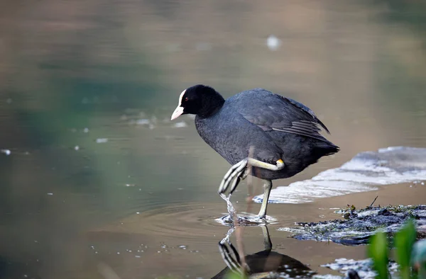 Coot Eurasiático Lado Lago — Fotografia de Stock