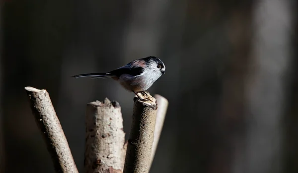 Long Tailed Tit Perched Log Sunshine — Stock Photo, Image