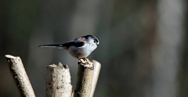 Long Tailed Tit Perched Log Sunshine — Stock Photo, Image