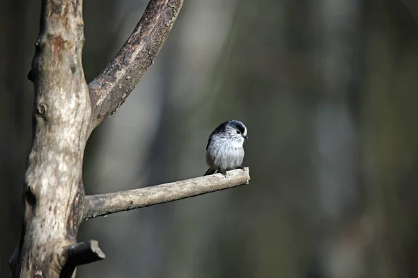 Long Tailed Tit Perched Log Sunshine — 스톡 사진
