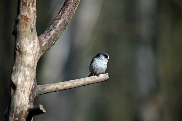 Long Tailed Tit Perched Log Sunshine — Fotografia de Stock