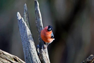 Erkek ispinoz eski bir kütüğe tünemiş.