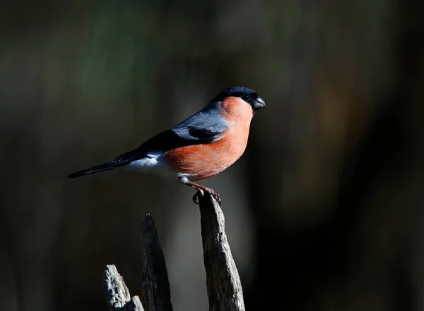 Bullfinch Macho Empoleirado Velho Log — Fotografia de Stock