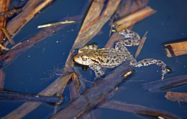 Üreme mevsiminde gölette yaygın kurbağalar..