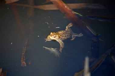 Üreme mevsiminde gölette yaygın kurbağalar..