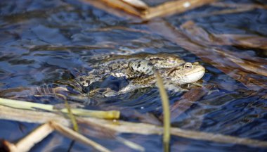 Üreme mevsiminde gölette yaygın kurbağalar..
