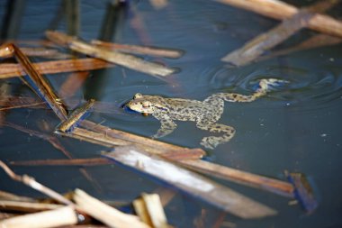 Üreme mevsiminde gölette yaygın kurbağalar..