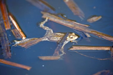 Üreme mevsiminde gölette yaygın kurbağalar..