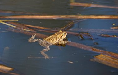 Üreme mevsiminde gölette yaygın kurbağalar..