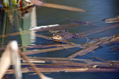 Üreme mevsiminde gölette yaygın kurbağalar..