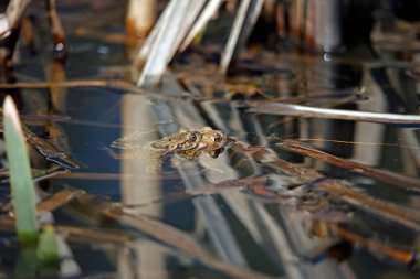 Üreme mevsiminde gölette yaygın kurbağalar..