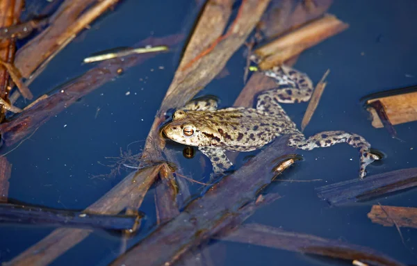Üreme mevsiminde gölette yaygın kurbağalar..