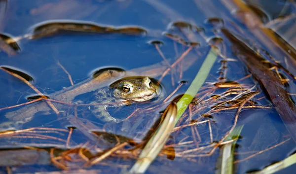 Common Toads Pond Breeding Season — Stock Photo, Image