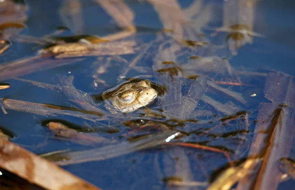 Üreme mevsiminde gölette yaygın kurbağalar..