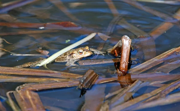 Gewone Padden Vijver Tijdens Het Broedseizoen — Stockfoto