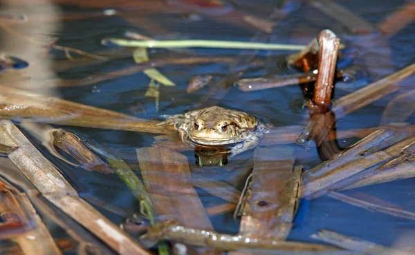 Üreme mevsiminde gölette yaygın kurbağalar..