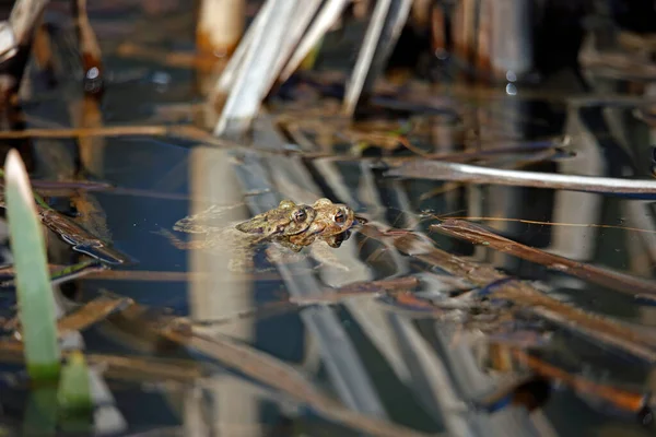 Üreme mevsiminde gölette yaygın kurbağalar..