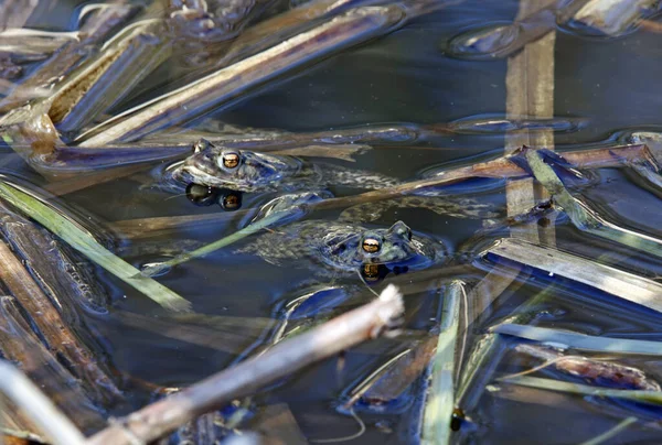 Üreme mevsiminde gölette yaygın kurbağalar..