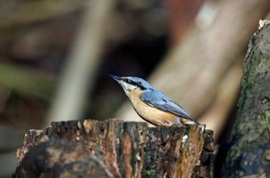 Ormanda beslenen bir şey yok.