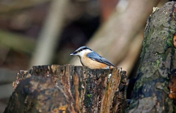 Nuthatch Utfodring Skogen — Stockfoto