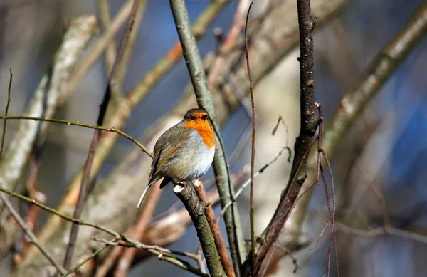 Rouge Gorge Eurasien Perché Dans Arbre — Photo