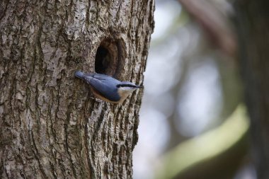 Nutahtch üreme mevsiminin başında yuvayı hazırlıyor.
